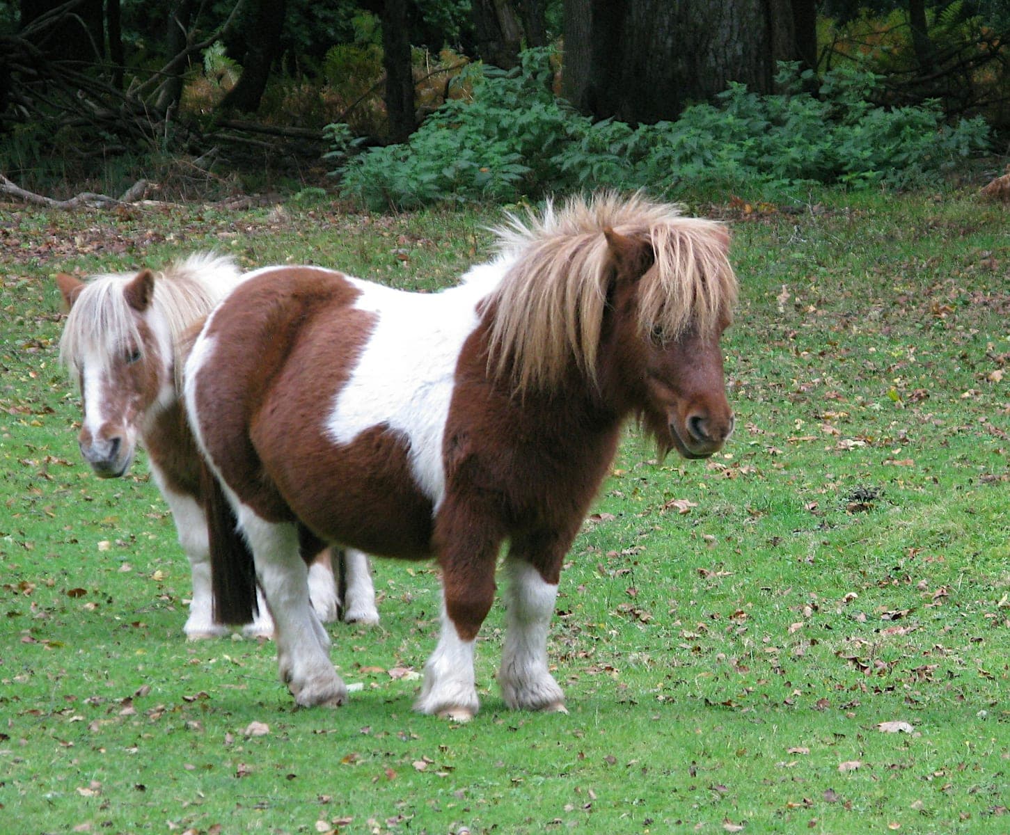 Pony Paddocks